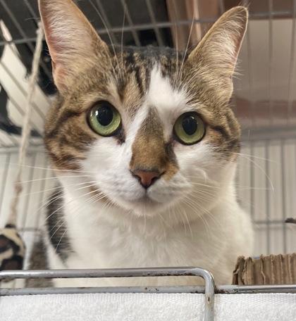 Enlarge Gypsy, a Adoptable Domestic Short Hair in Marathon , FL image 1/1