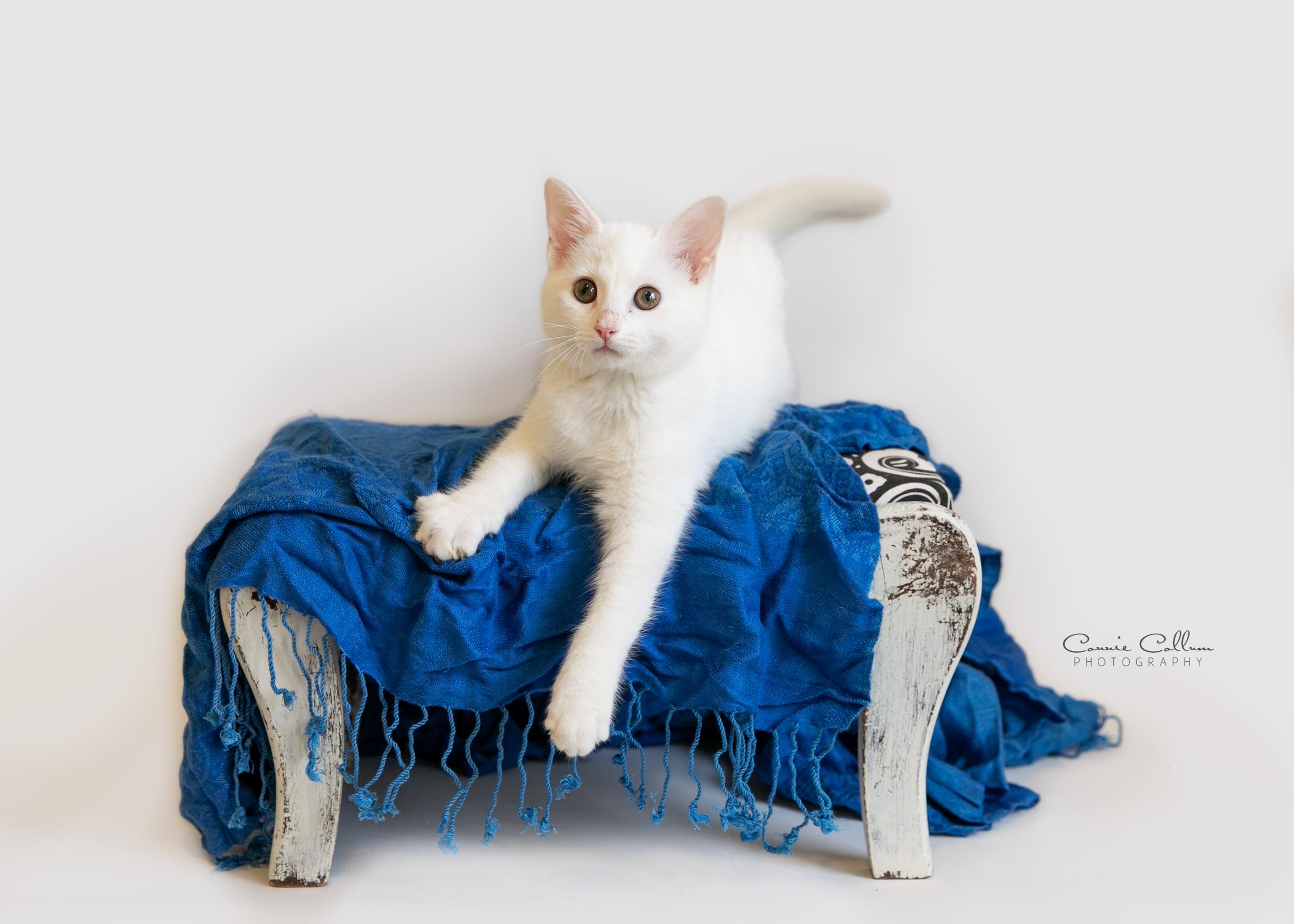 Enlarge Oliver, a ADOPTABLE mixed breed in Homewood, AL image 3/4