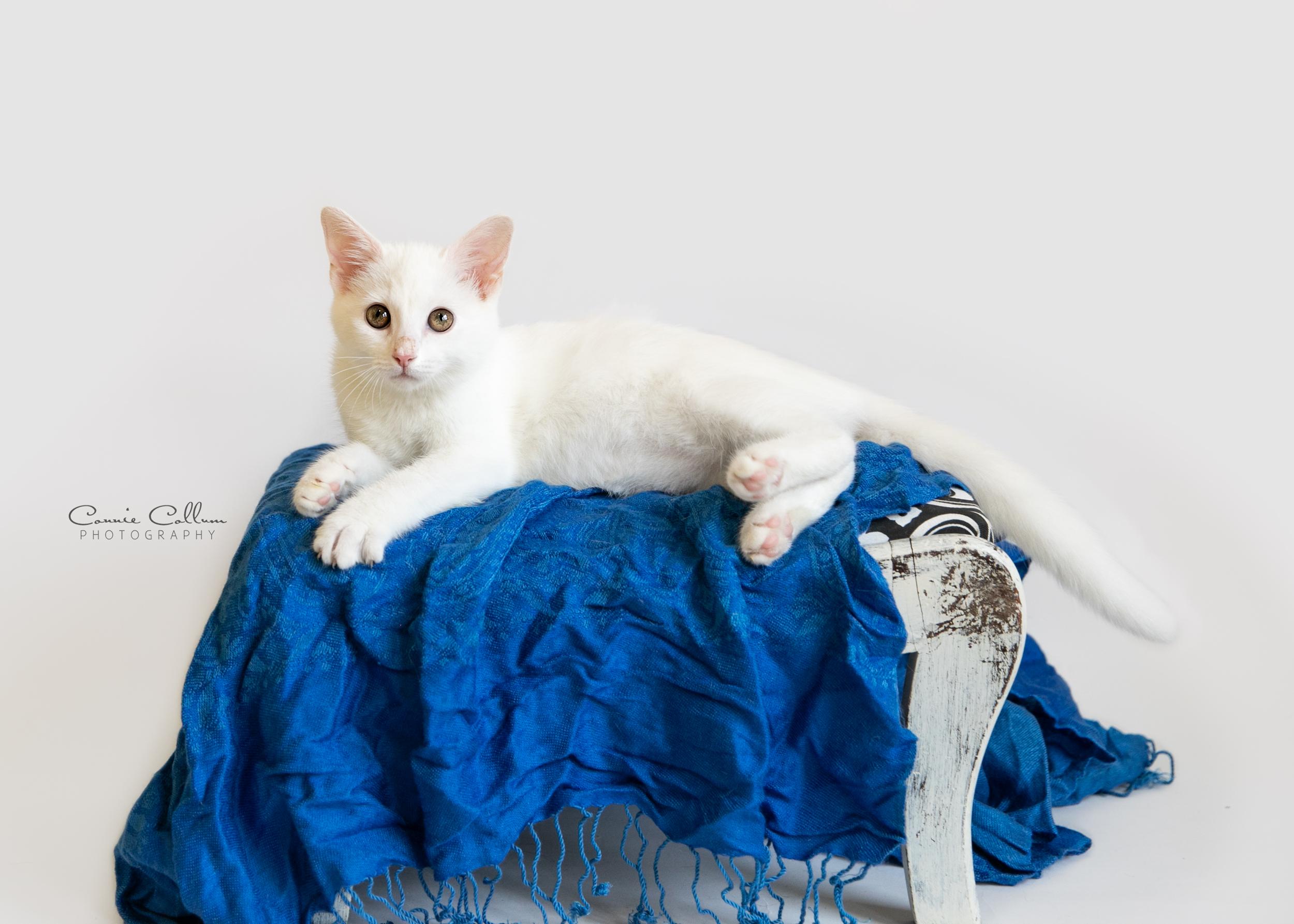 Oliver, ADOPTABLE, Young Male Domestic Short Hair.