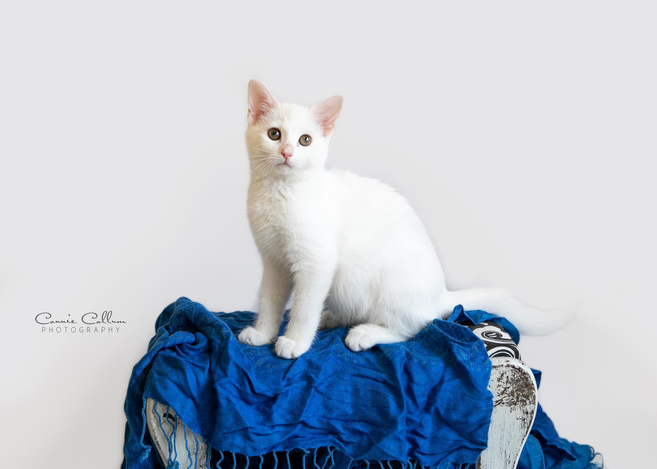 Enlarge Oliver, a ADOPTABLE mixed breed in Homewood, AL image 2/4