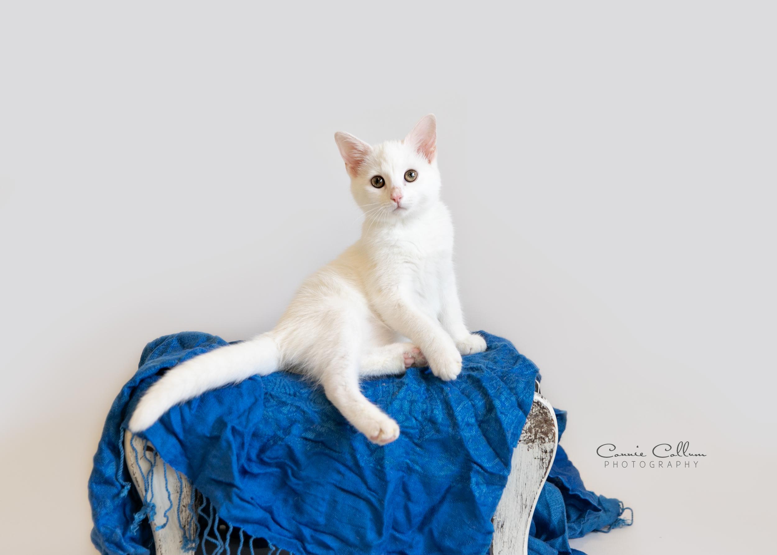 Enlarge Oliver, a ADOPTABLE mixed breed in Homewood, AL image 4/4