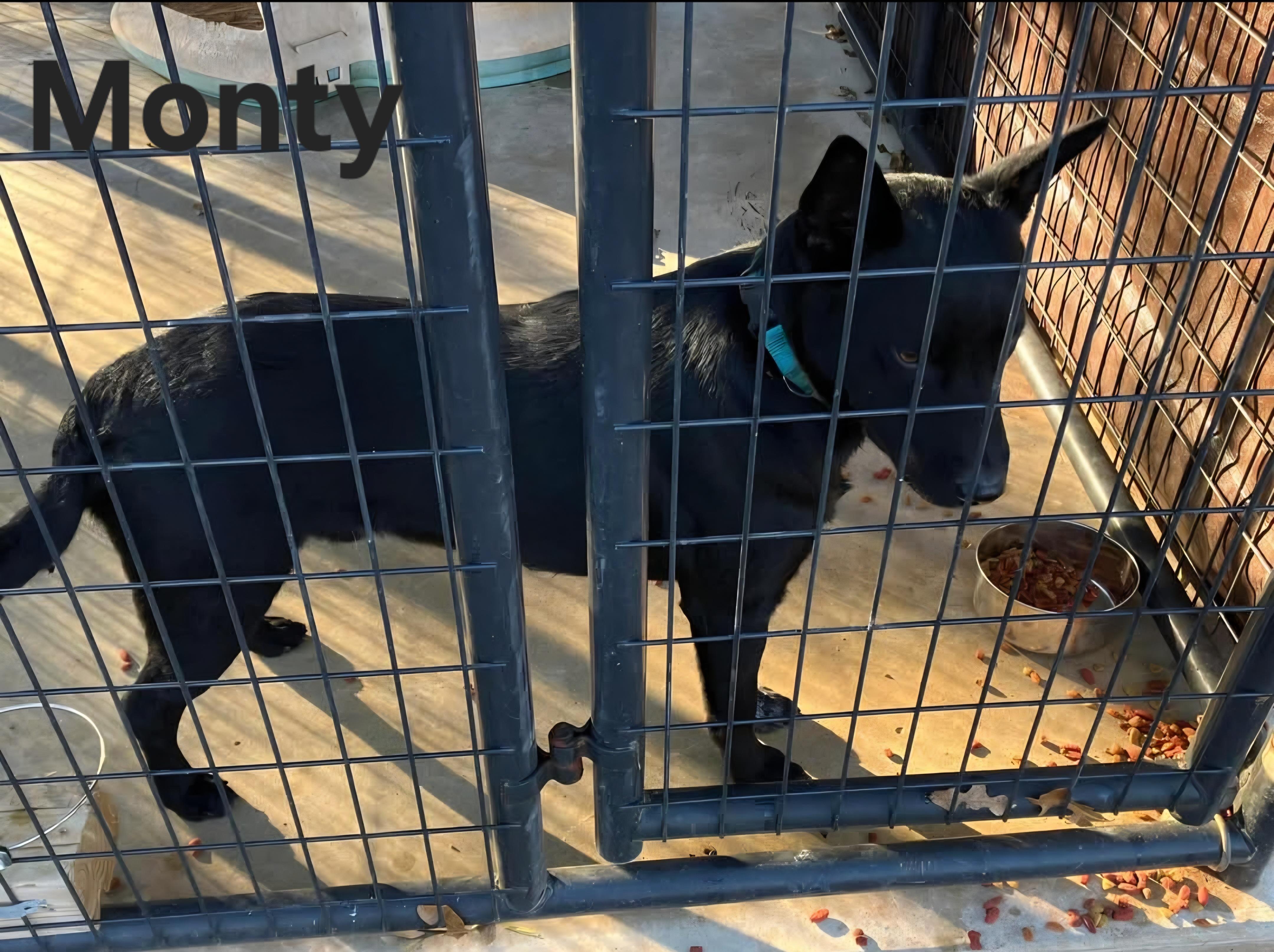 Monty, Adoptable, Adult Male German Shepherd Dog & Australian Cattle Dog / Blue Heeler.