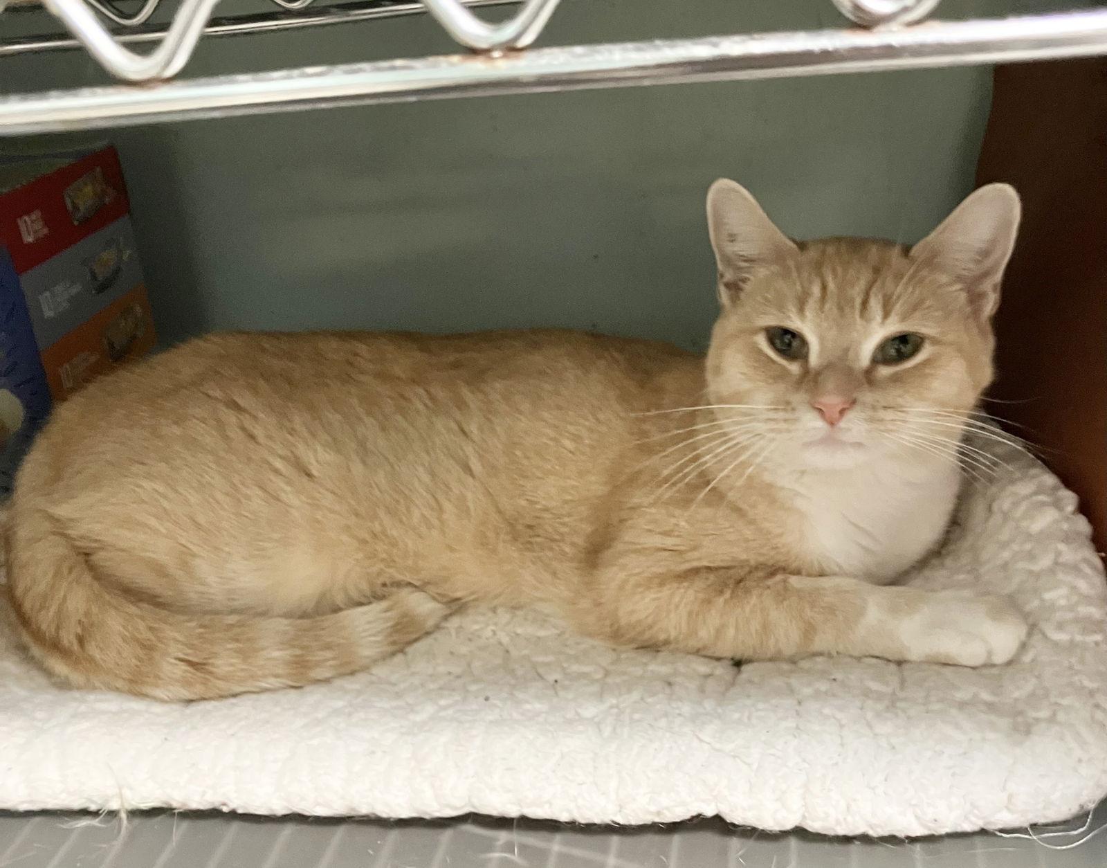 Kettlecorn thumbnail 2