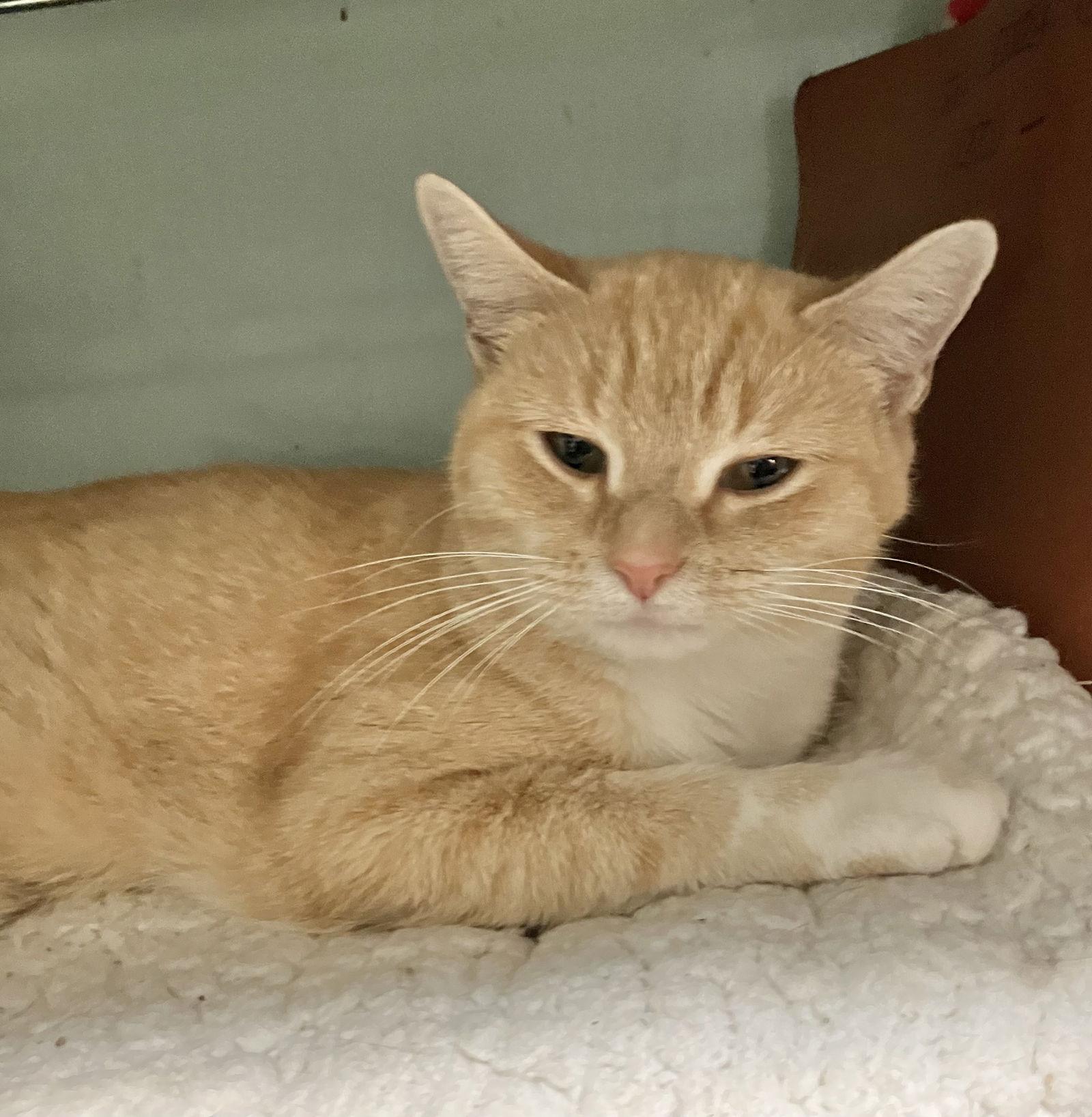 Kettlecorn thumbnail 3