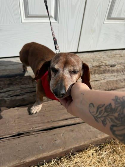 Bertha, Adoptable, Senior Female Dachshund & Mixed Breed.