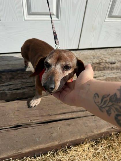 Enlarge Bertha, a Adoptable mixed breed in McCook, NE image 2/2