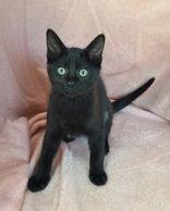 7054 (Rayna), Adoptable, Kitten Female Domestic Short Hair.