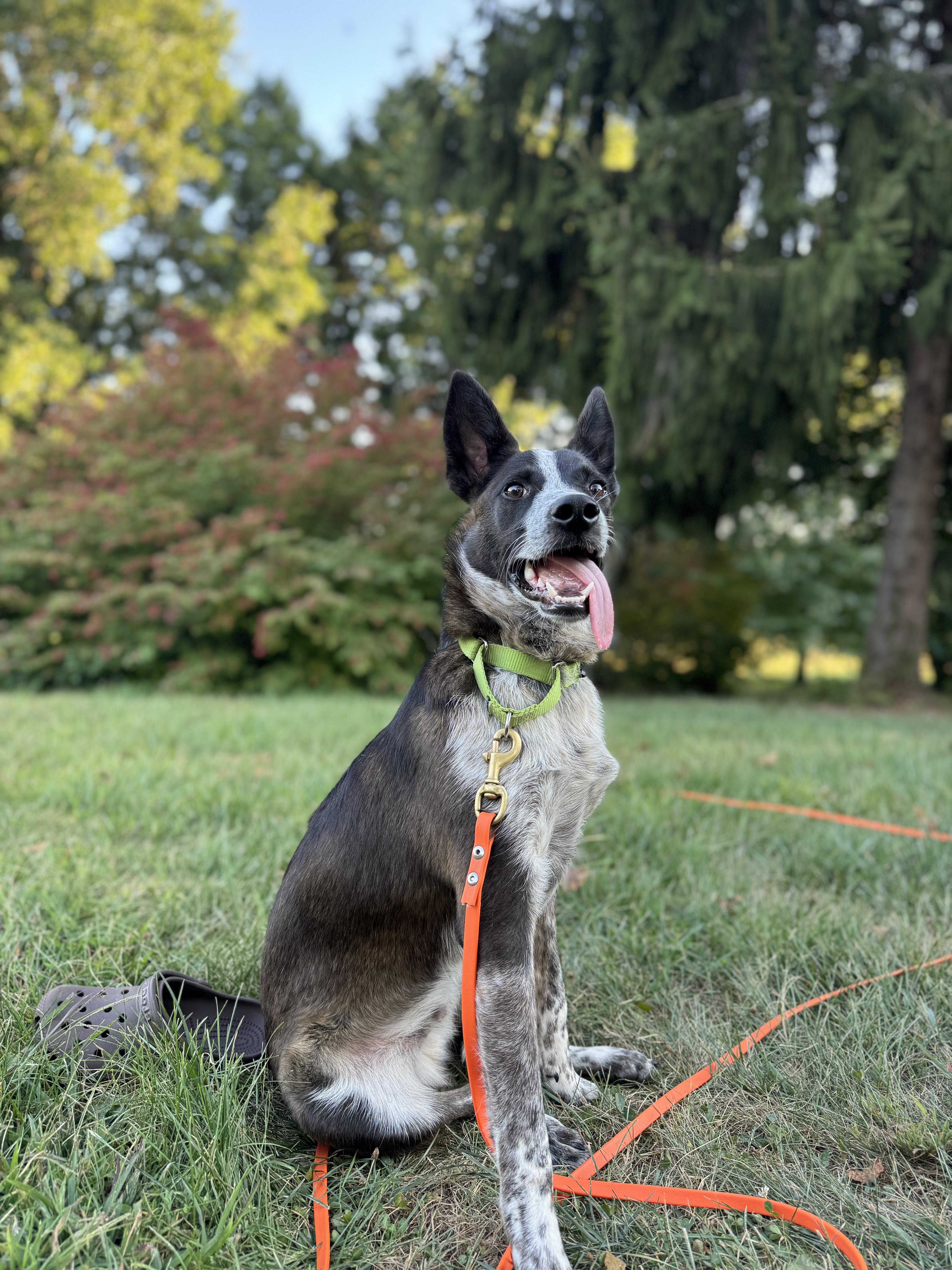 Paco, Adoptable, Puppy Male Australian Cattle Dog / Blue Heeler & Shepherd.
