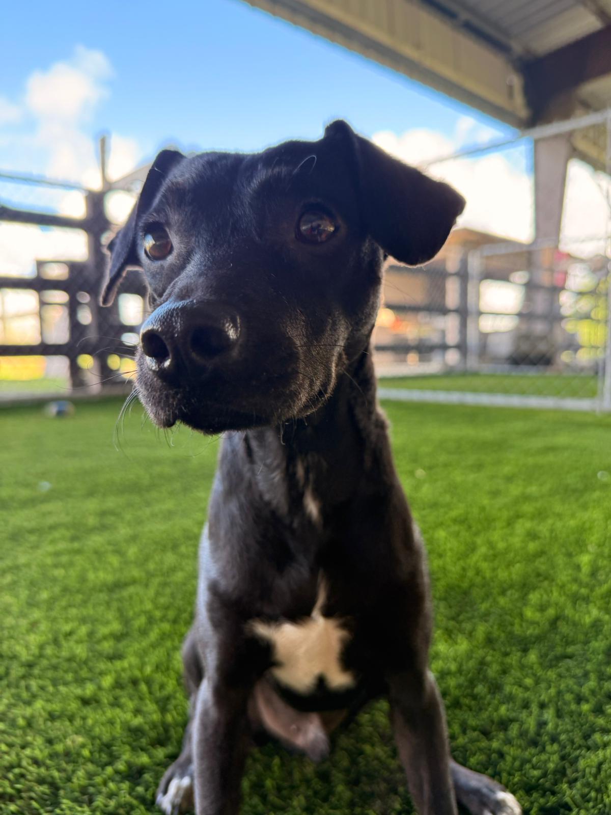 Adrian, a Adoptable mixed breed in Morristown, NJ image 4/5