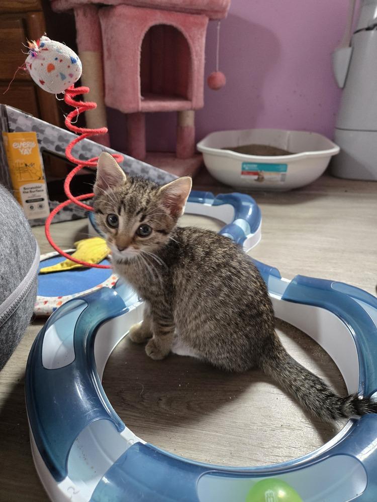 Larry, Adoptable, Kitten Male Domestic Short Hair.