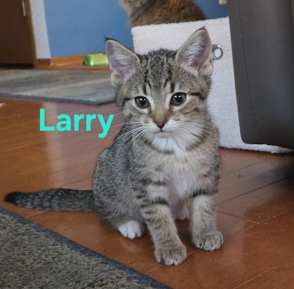 Enlarge Larry, a Adoptable mixed breed in Union Grove, WI image 2/5