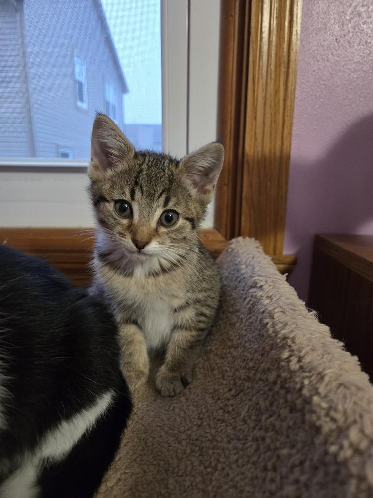 Enlarge Larry, a Adoptable mixed breed in Union Grove, WI image 3/5