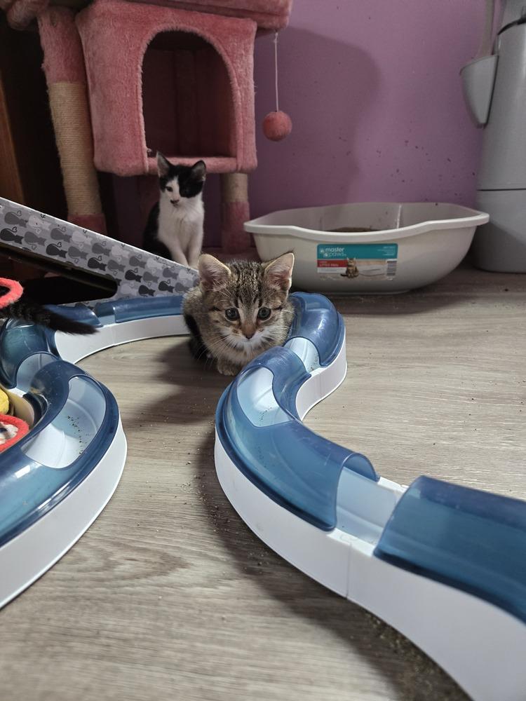 Enlarge Larry, a Adoptable mixed breed in Union Grove, WI image 4/5