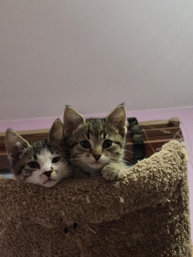 Enlarge Larry, a Adoptable mixed breed in Union Grove, WI image 5/5