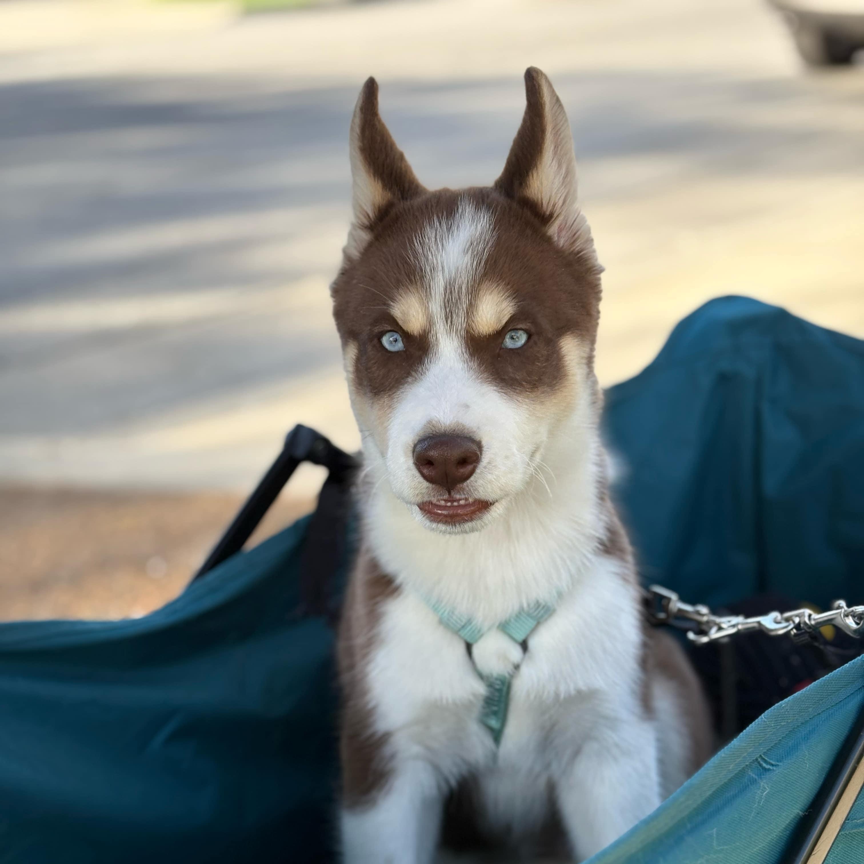 Boba, a Adopted Siberian Husky in Campbell, CA image 5/5