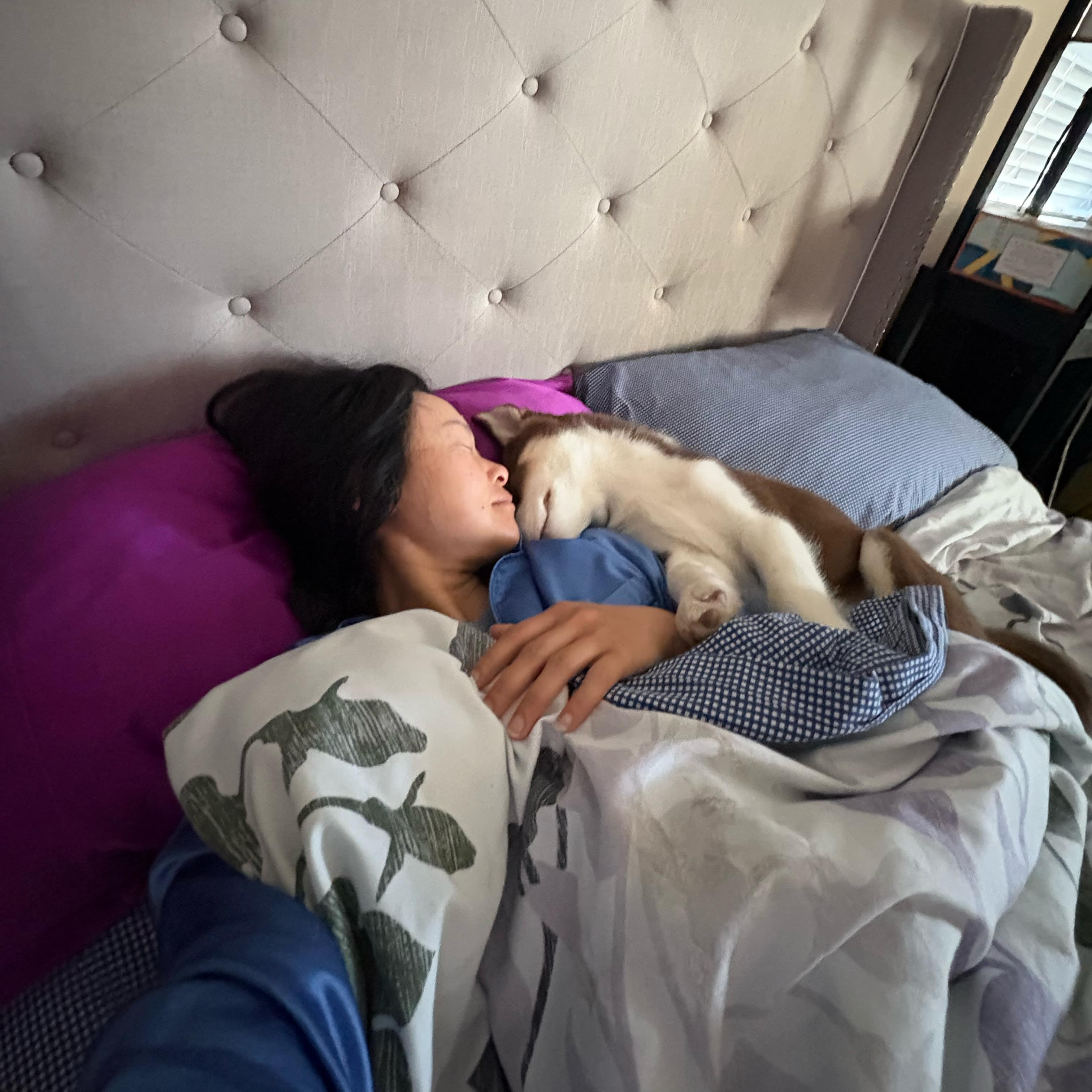 Boba, a Adopted Siberian Husky in Campbell, CA image 3/5