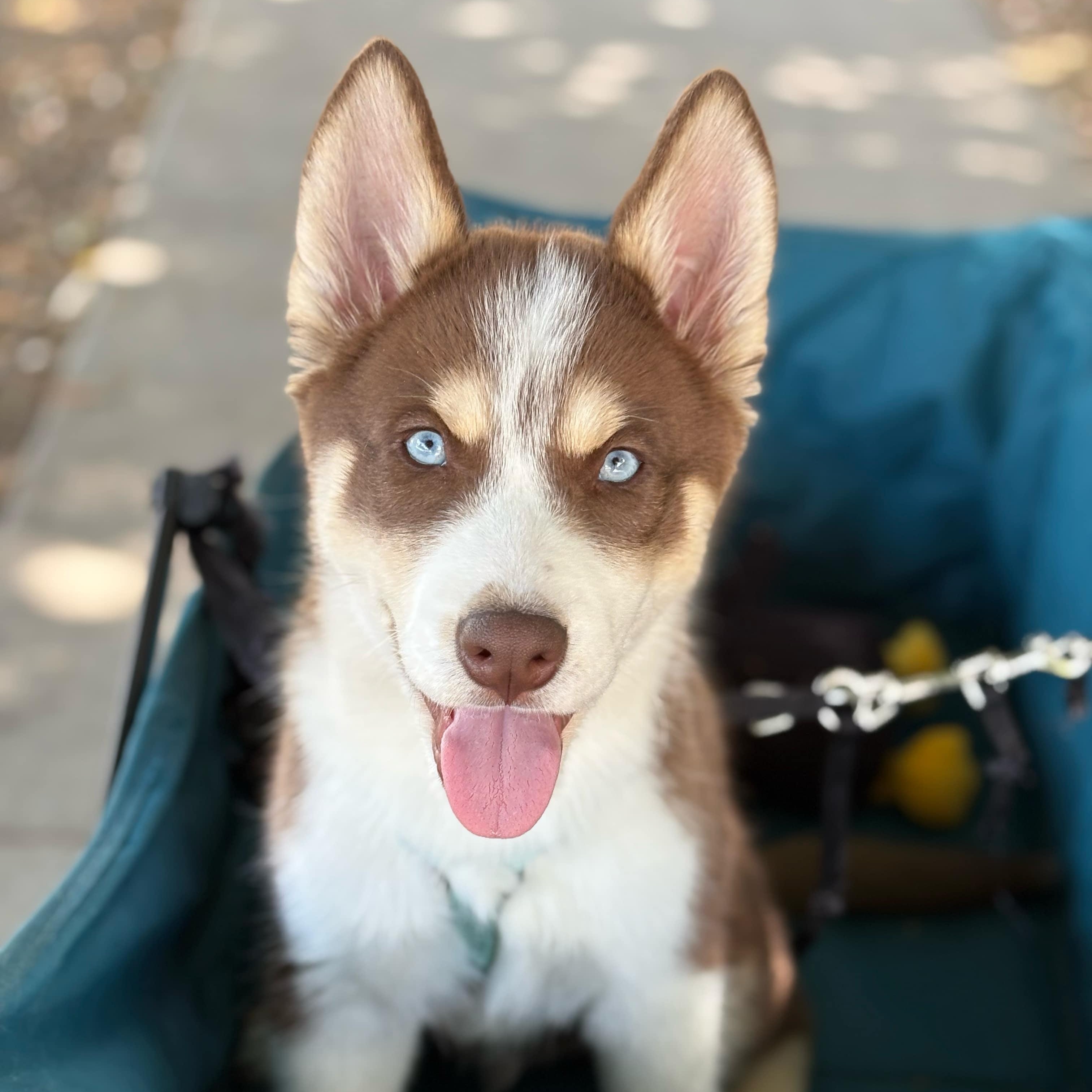 Boba, a Adopted Siberian Husky in Campbell, CA image 1/5