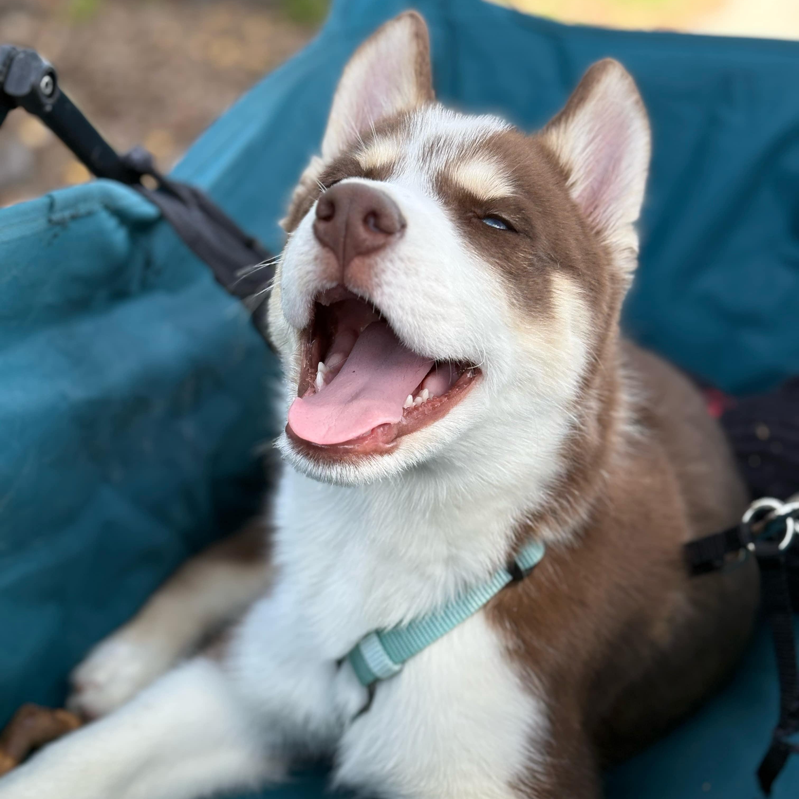 Boba, a Adopted Siberian Husky in Campbell, CA image 2/5