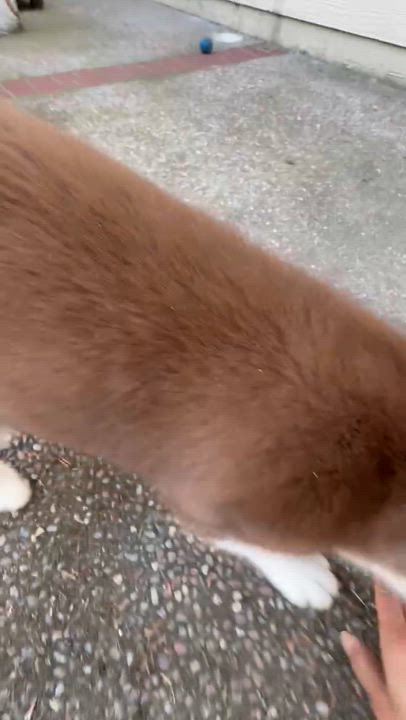 Enlarge Boba, a Adopted Siberian Husky in Campbell, CA video 4/5