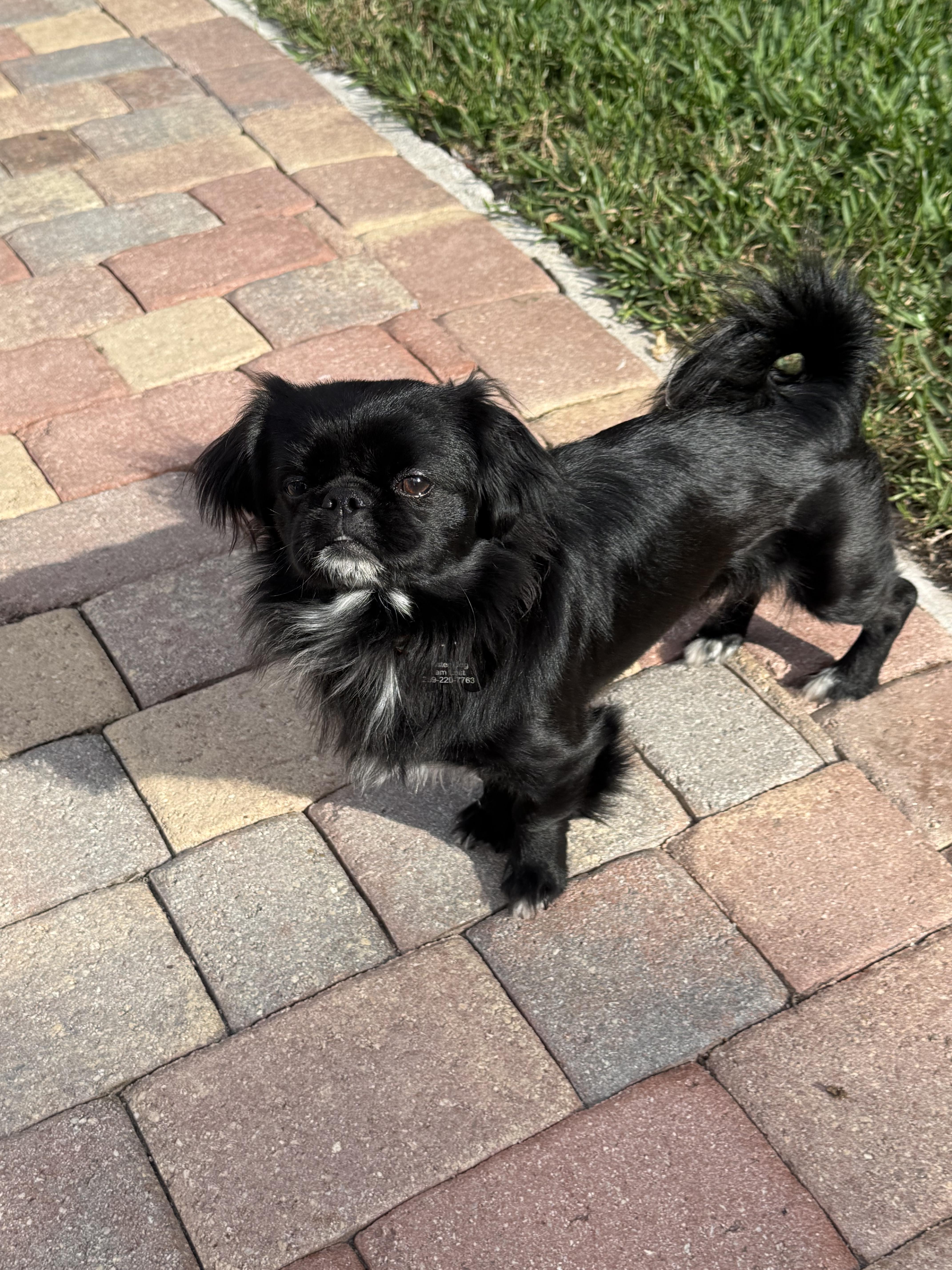 Little Marco, a Adoptable Pekingese in Cape Coral, FL image 1/6