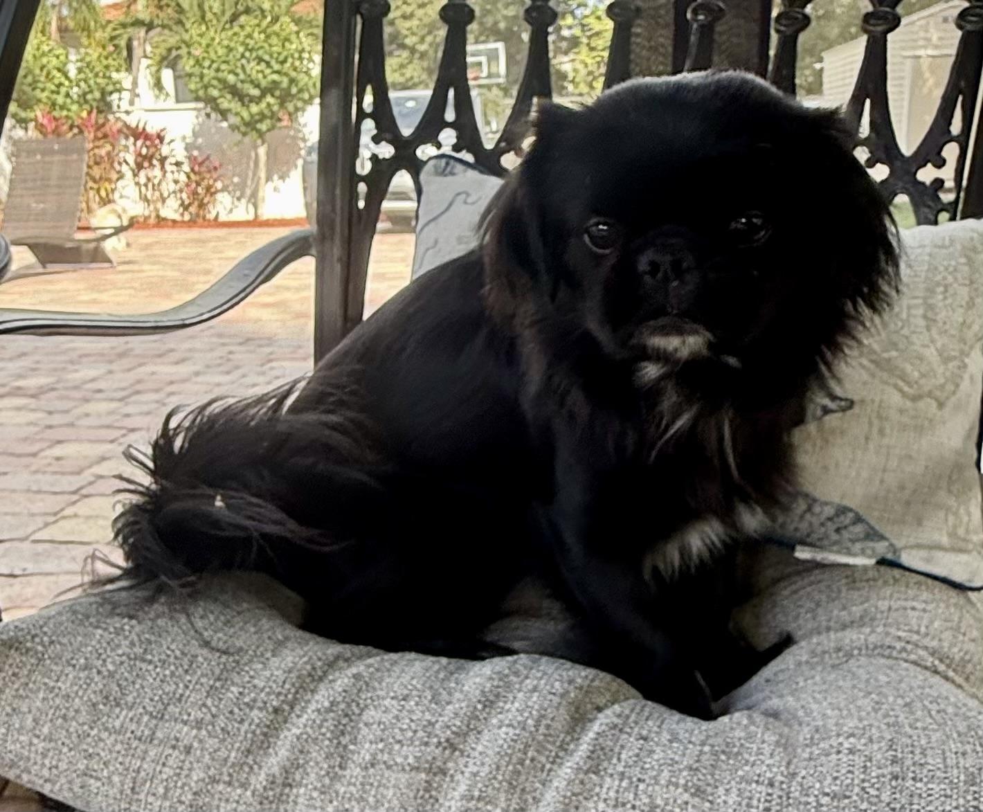 Little Marco, a Adoptable Pekingese in Cape Coral, FL image 3/6