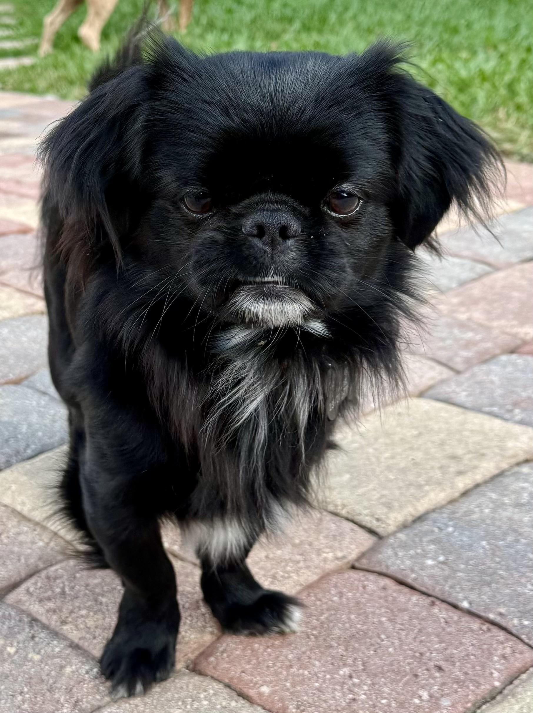 Little Marco, a Adoptable Pekingese in Cape Coral, FL image 4/6