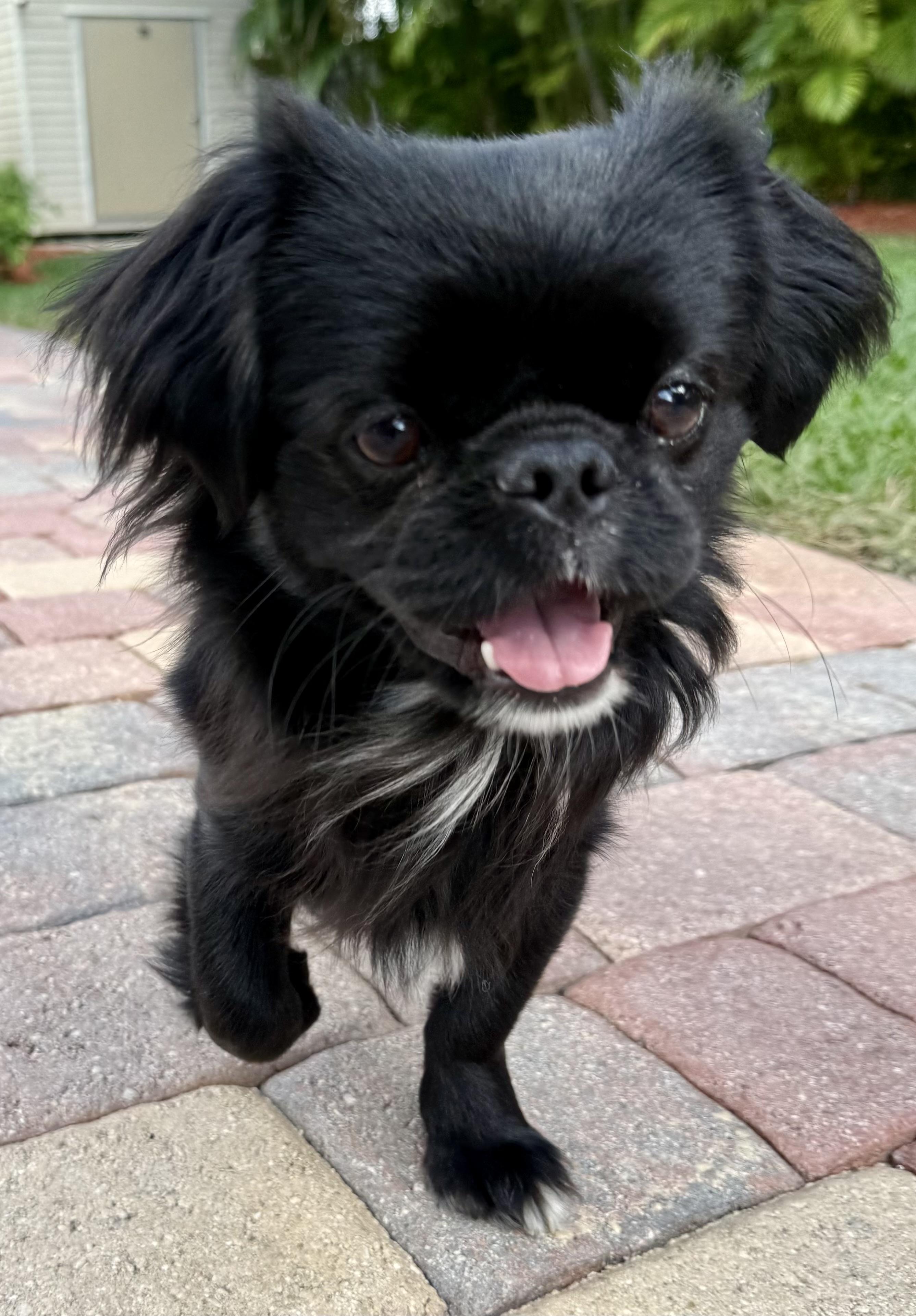 Little Marco, Adoptable, Adult Male Pekingese.