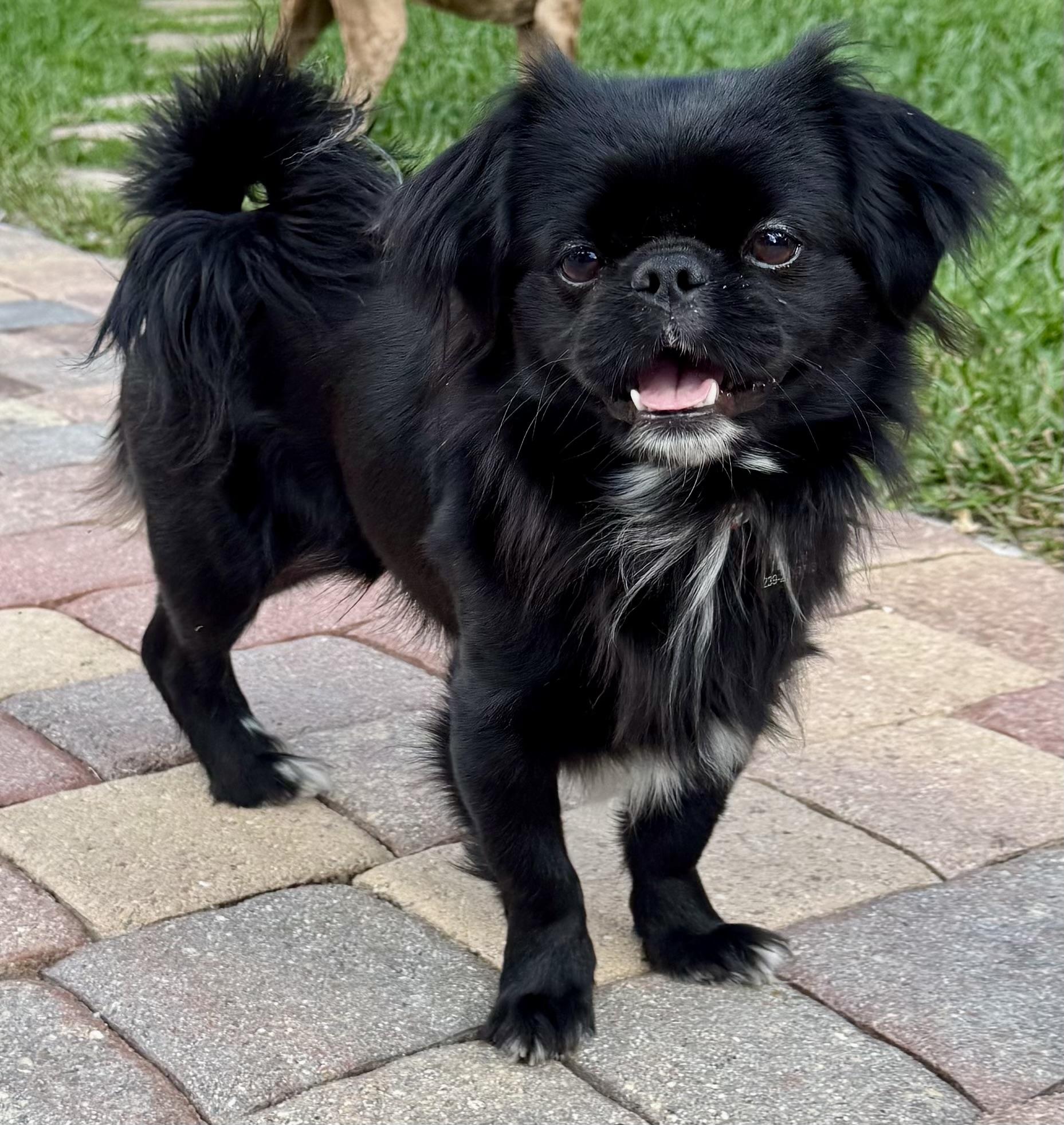 Little Marco, a Adoptable Pekingese in Cape Coral, FL image 5/6