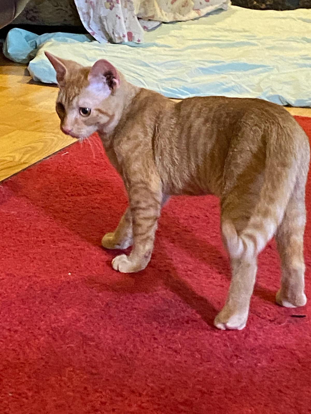 Felix. Sibling to Gabriel