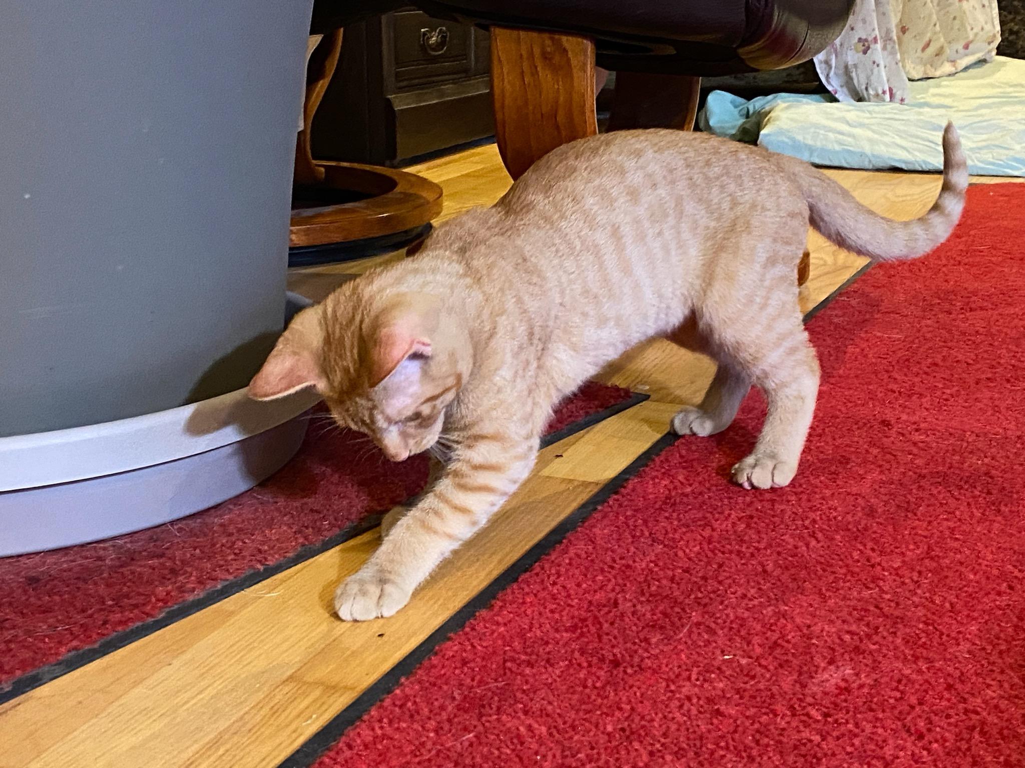 Felix. Sibling to Gabriel 3