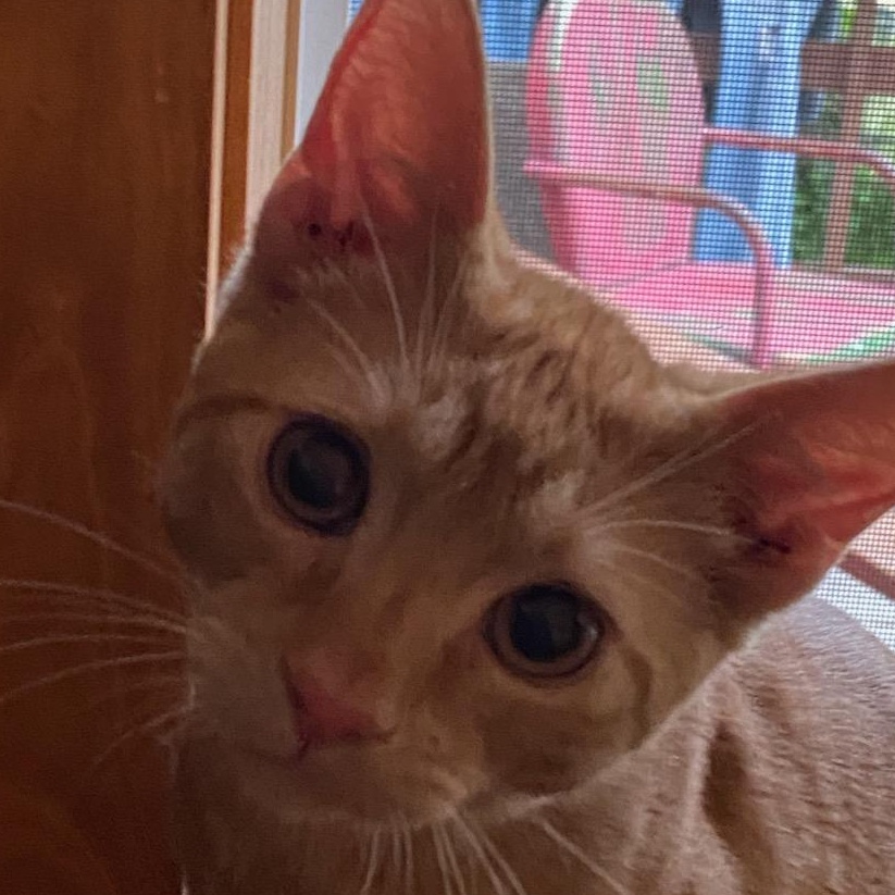 Felix. Sibling to Gabriel 2