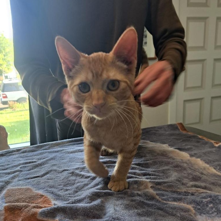 Felix. Sibling to Gabriel 4