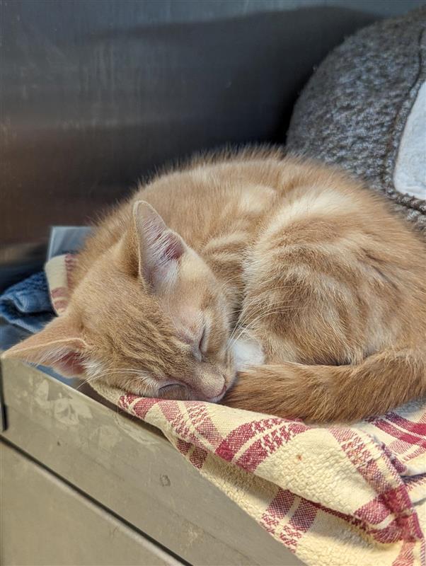 KITTENS!, Adoptable, Kitten Male Domestic Short Hair.