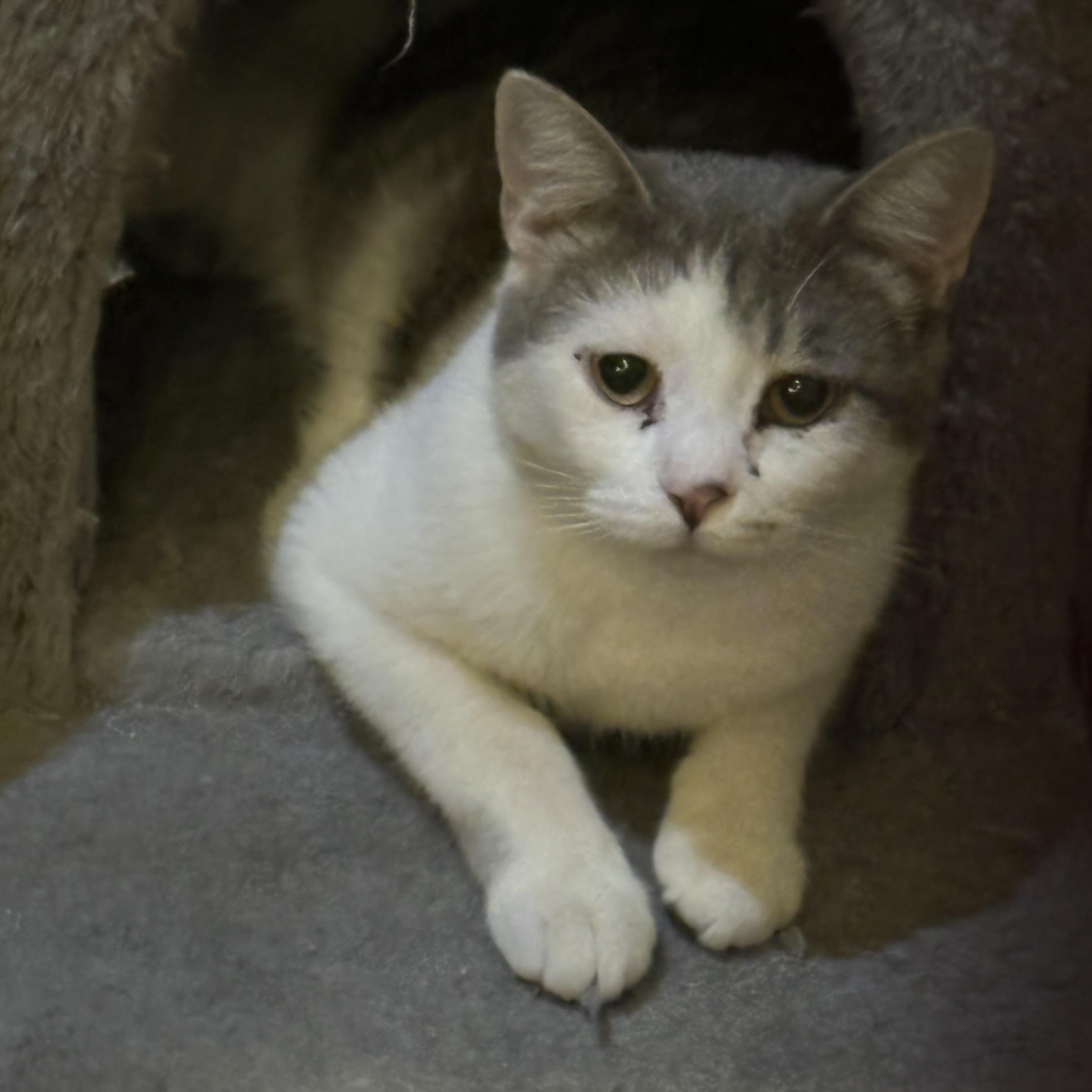 Enlarge MAGIC, an adopted Domestic Short Hair in Lake Ozark, MO image 1/1
