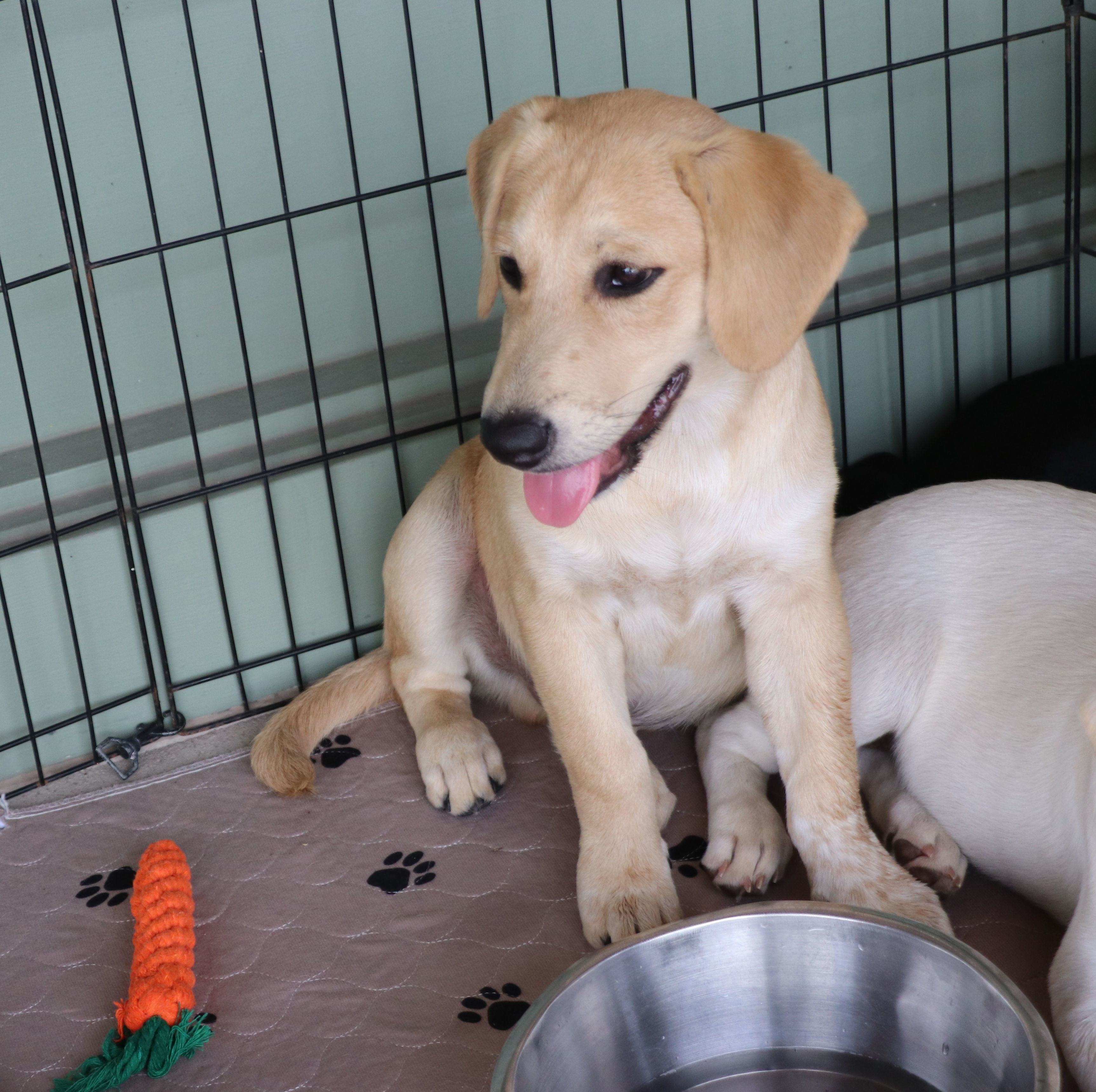 Enlarge Thor Ve, a Adoptable mixed breed in Cape Neddick, ME image 4/6