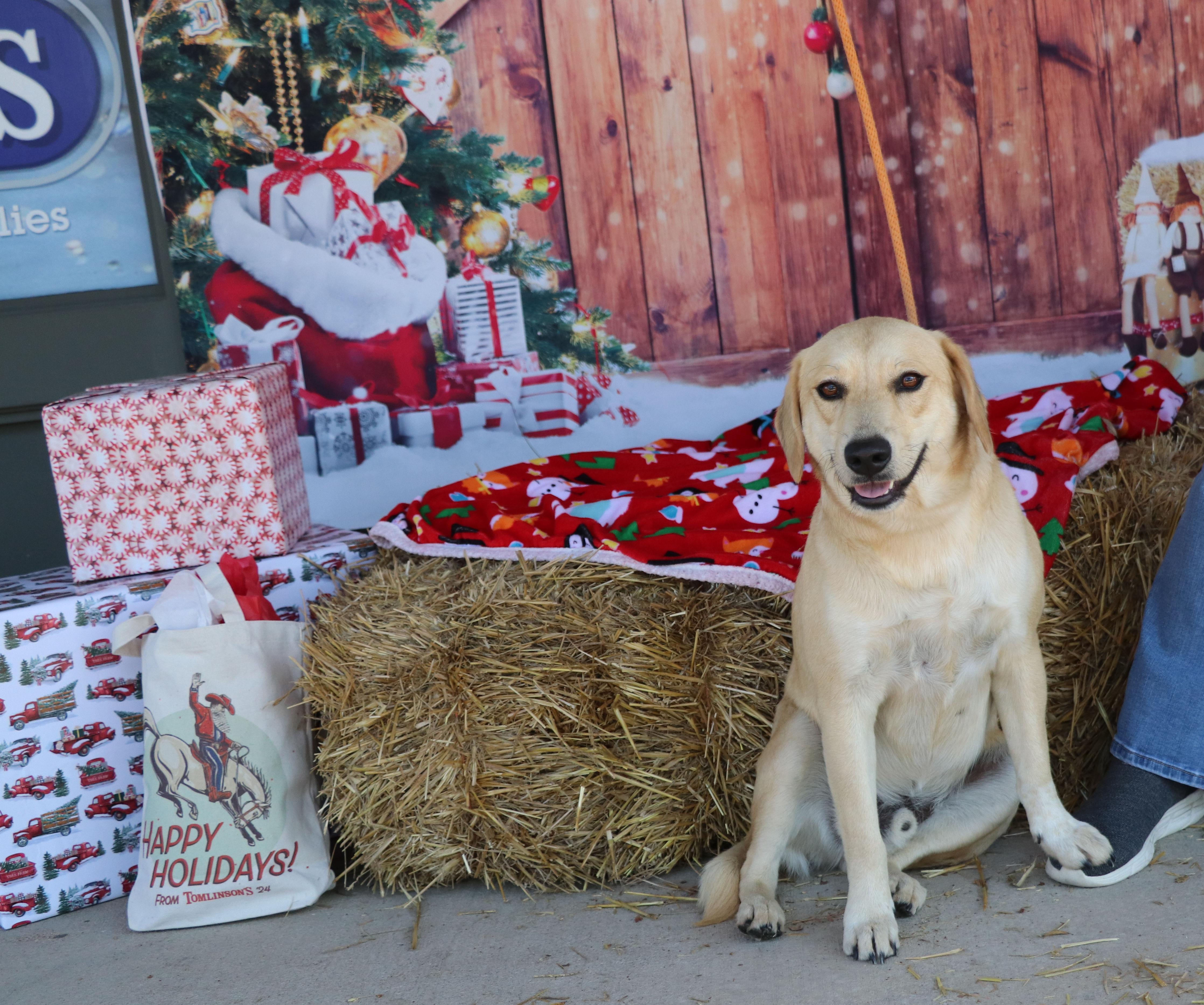 Enlarge Thor Ve, a Adoptable mixed breed in Cape Neddick, ME image 1/6