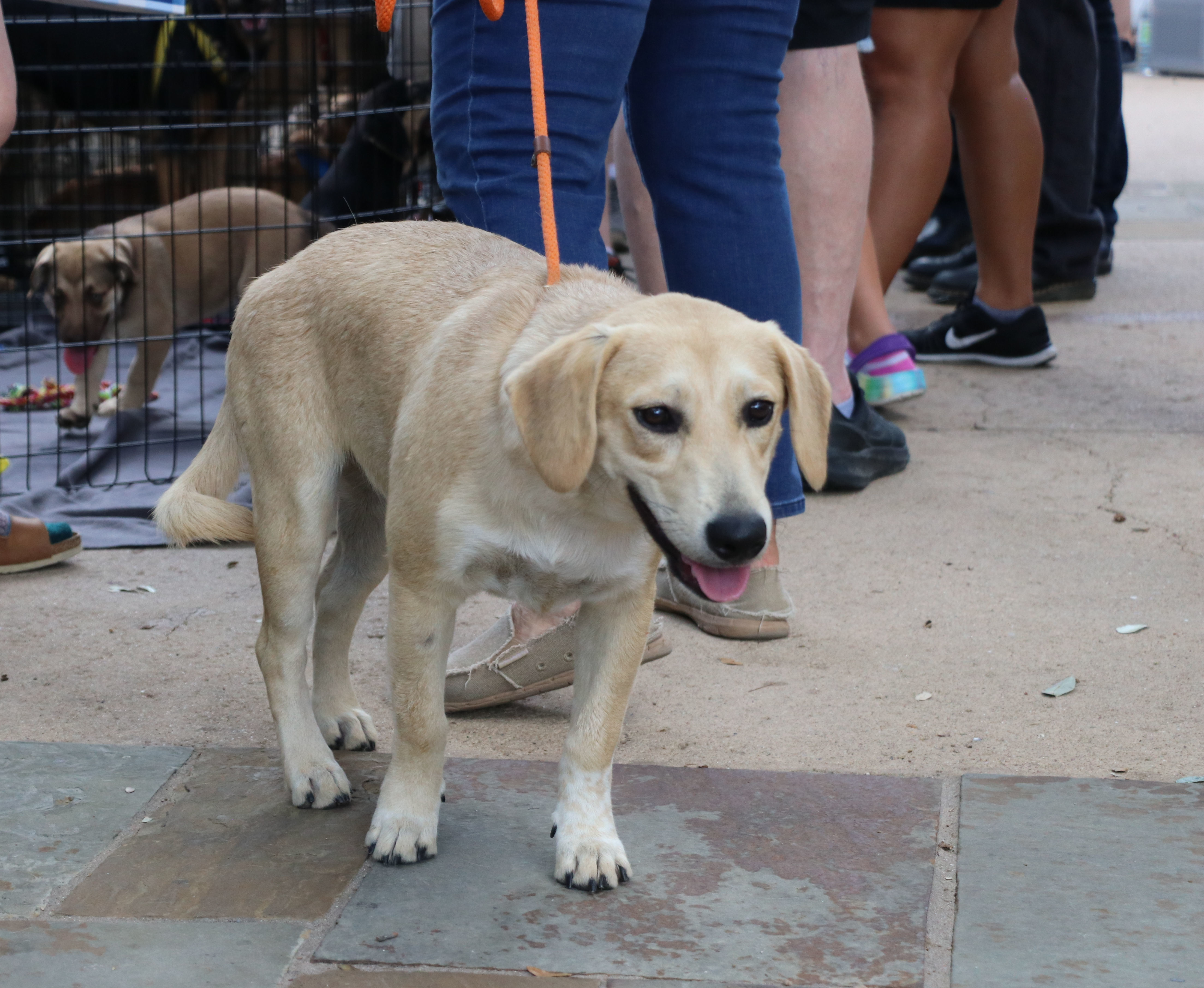 Thor Ve, Adoptable, Young Male Shepherd & Labrador Retriever.
