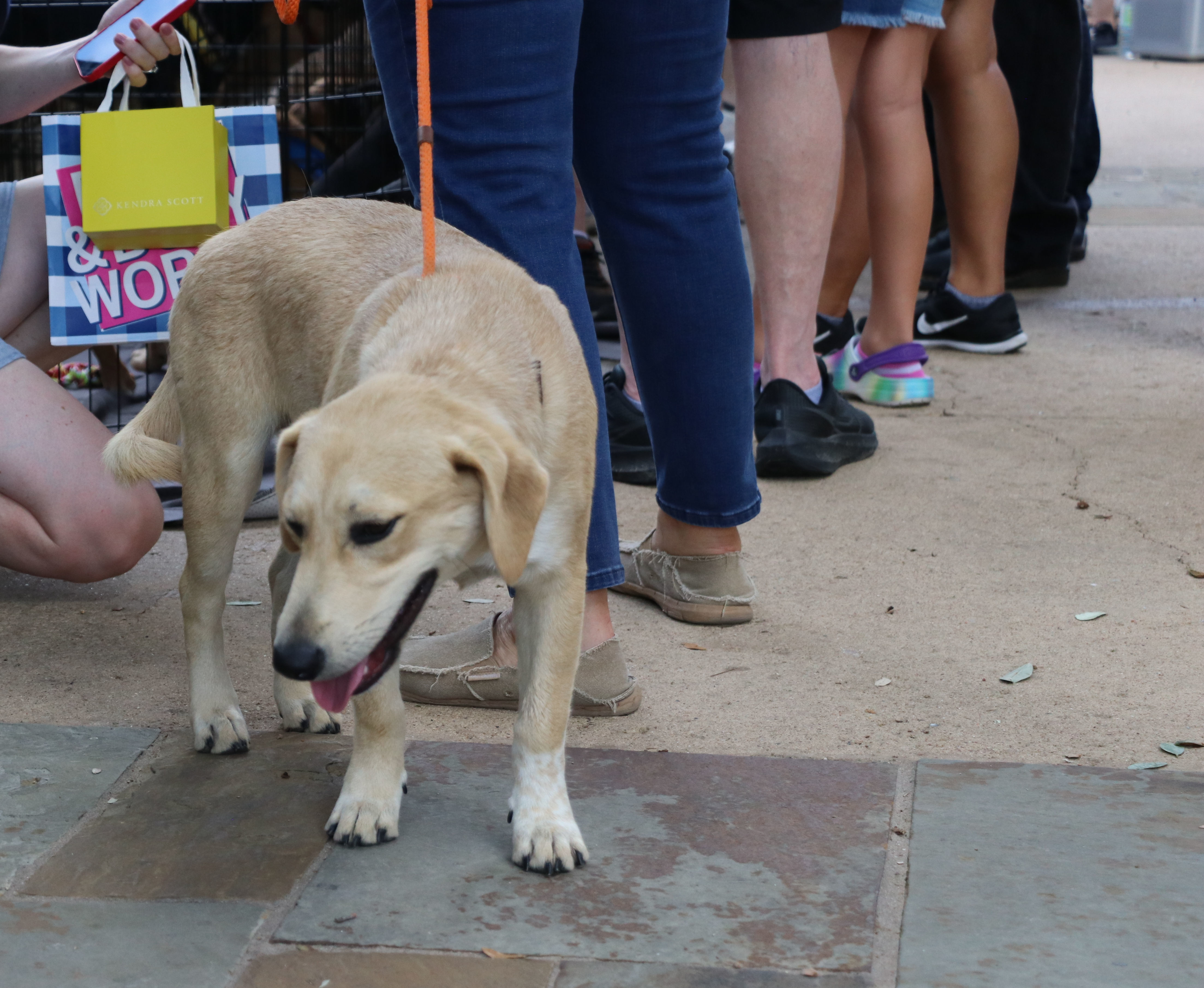 Enlarge Thor Ve, a Adoptable mixed breed in Cape Neddick, ME image 5/6
