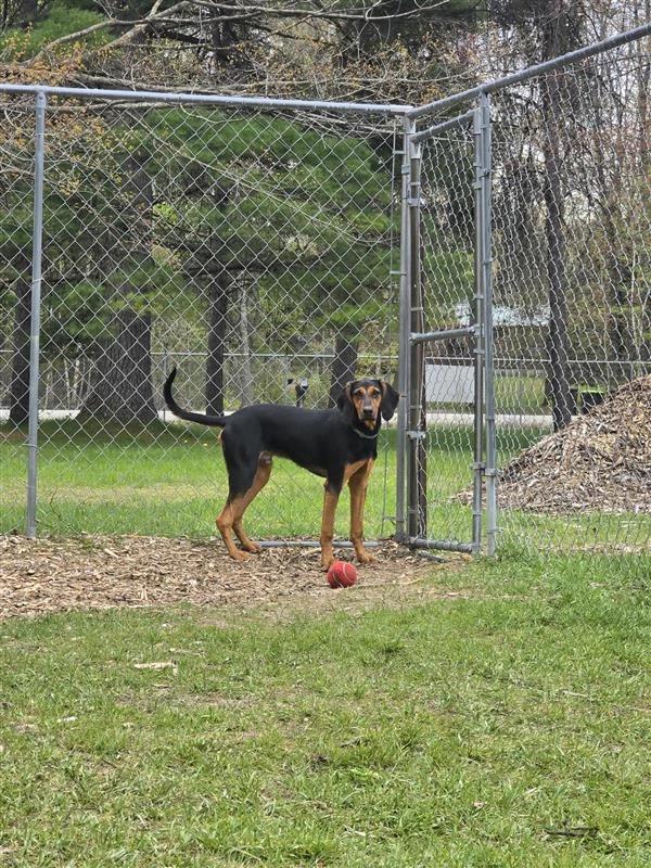 Enlarge Bear, a Adoptable Black and Tan Coonhound in Standish, MI image 1/4