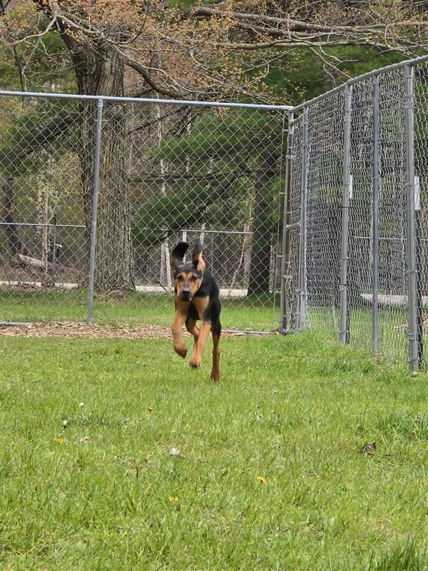 Enlarge Bear, a Adoptable Black and Tan Coonhound in Standish, MI image 4/4