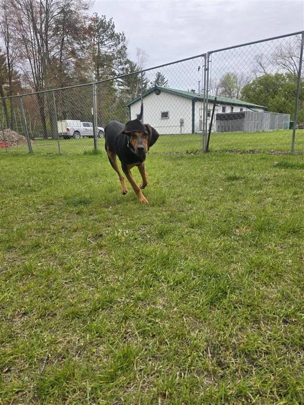Enlarge Bear, a Adoptable Black and Tan Coonhound in Standish, MI image 3/4