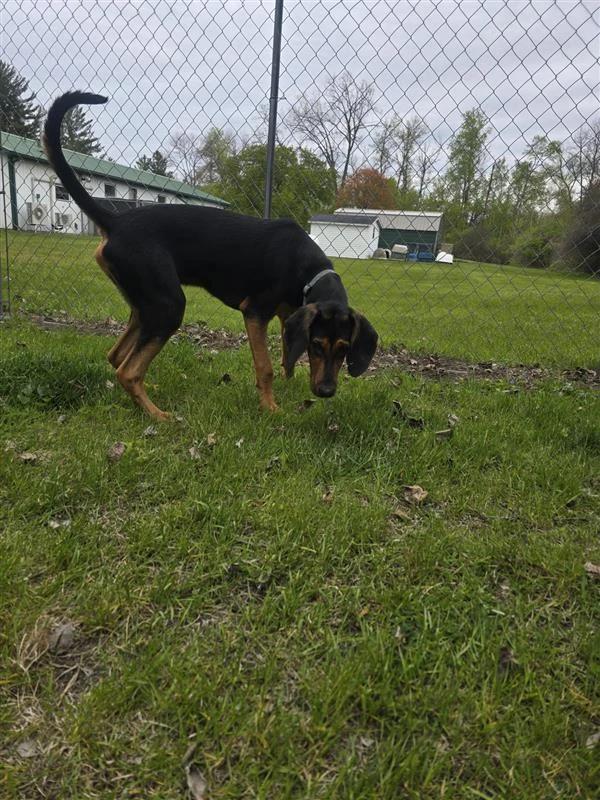 Enlarge Bear, a Adoptable Black and Tan Coonhound in Standish, MI image 2/4