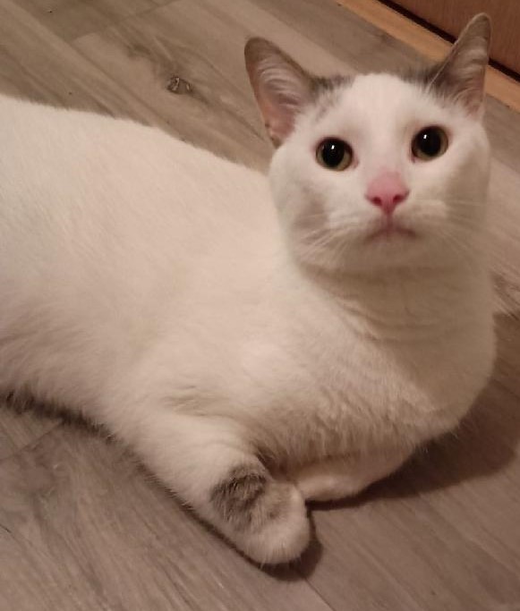 Enlarge Sam23, an adoptable Domestic Short Hair in Milwaukee, WI image 1/4