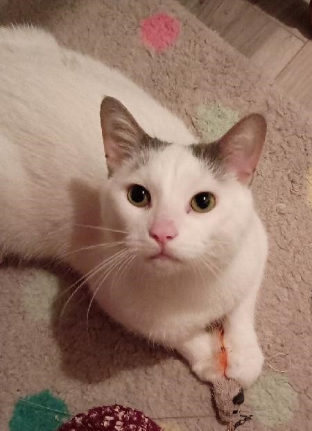 Enlarge Sam23, an adoptable Domestic Short Hair in Milwaukee, WI image 2/4