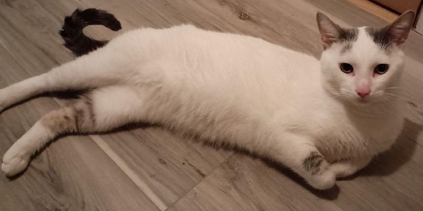 Enlarge Sam23, an adoptable Domestic Short Hair in Milwaukee, WI image 3/4