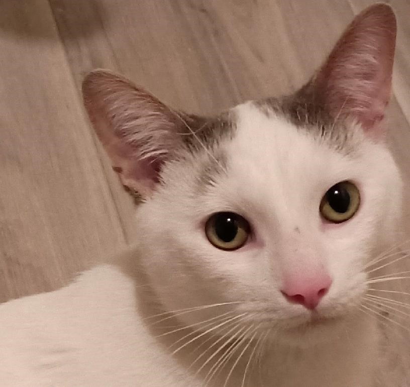 Enlarge Sam23, an adoptable Domestic Short Hair in Milwaukee, WI image 4/4