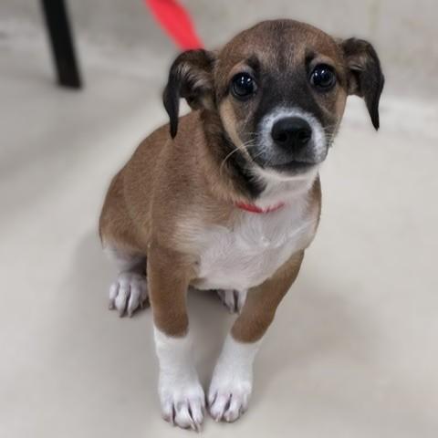 Enlarge Daisy- 54432, a Adopted mixed breed in Columbia, MD image 1/1