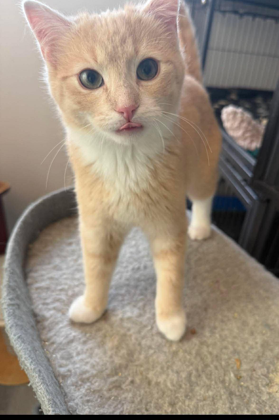 Kipper, an adopted Domestic Short Hair in Winnipeg, MB image 2/4