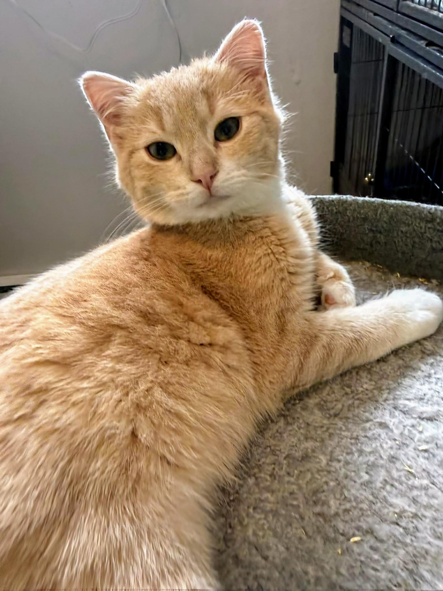 Kipper, an adopted Domestic Short Hair in Winnipeg, MB image 4/4