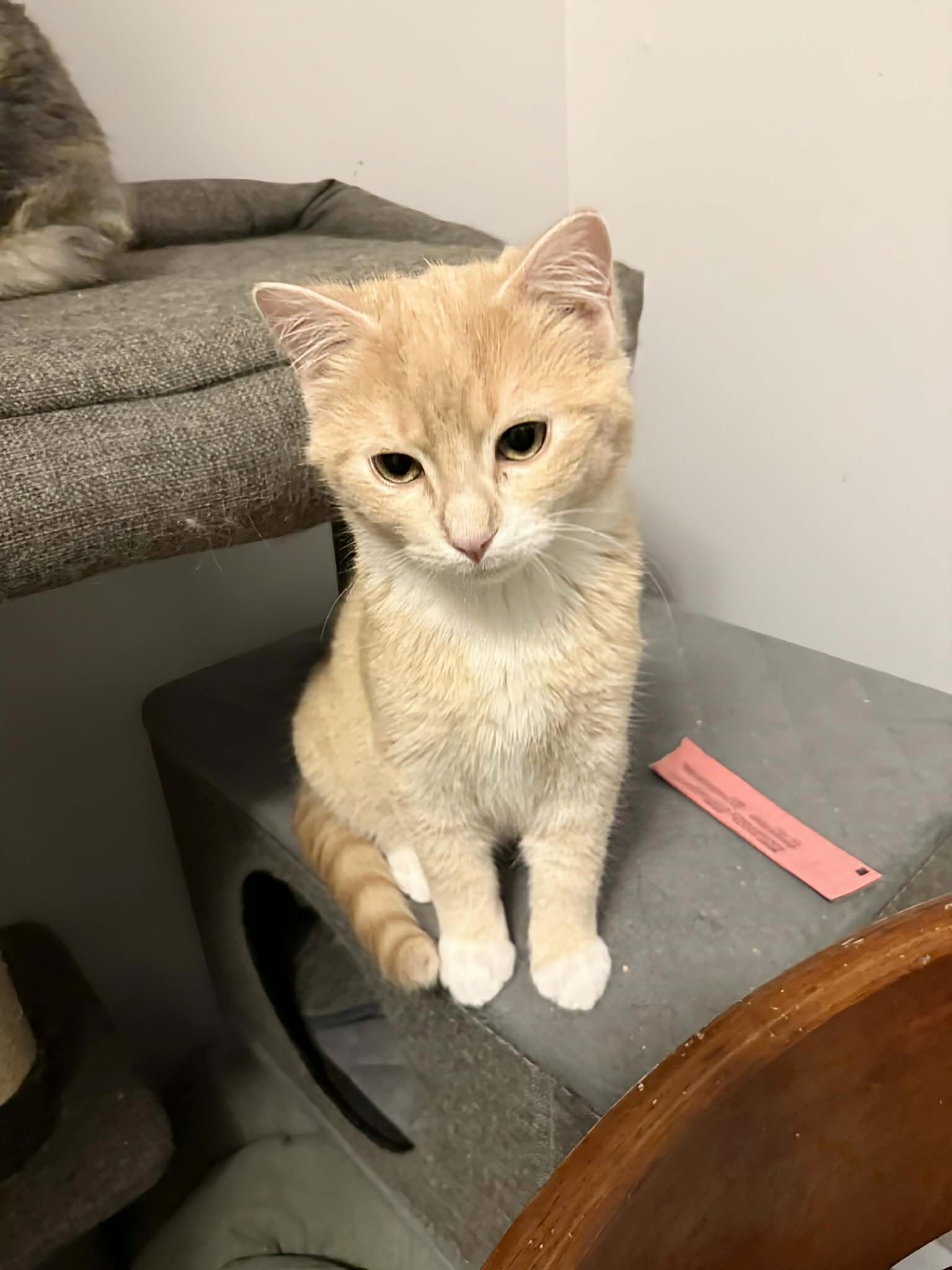 Kipper, an adopted Domestic Short Hair in Winnipeg, MB image 3/4